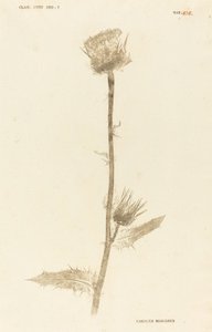 Milk Thistle by Johann Hieronymus Kniphof
