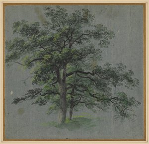 Two Trees (recto) by Johann Jacob Dorner