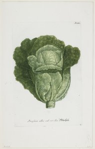 Brassica Alba Vel Viridis, from Phytanthoza Iconographia, 1735-45 by Johann Jakob Haid