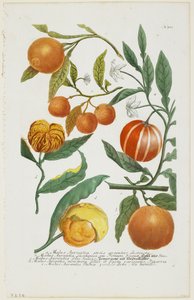 a-e Malus Aurantia etc., from Phytanthoza Iconographia