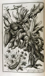 Biblical Plants and Fruits Including Mandrake and Melon