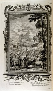 Biblical Varieties of Sheep