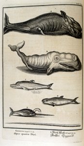 Copperplate Engraving from 