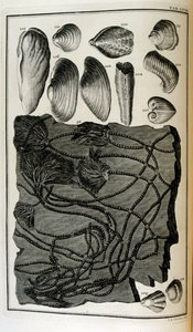 Fossilised bones represented animals destroyed by the great Biblical flood