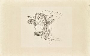 Bull