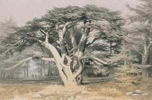 Cedars of Lebanon