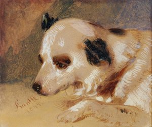 Head of a Dog