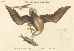 The Bald Eagle (Falco leucocephalus) by Johann Michael Seligmann after Mark Catesby