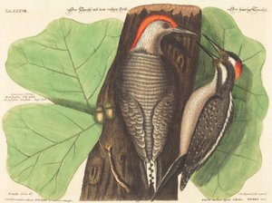 The Red Bellied Woodpecker (Picus Carolinus) by Johann Michael Seligmann after Mark Catesby