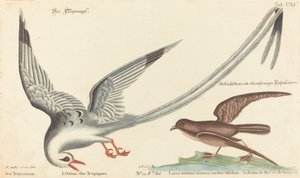 The Tropic Bird by Johann Michael Seligmann after Mark Catesby
