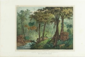 Virgin Forest Near Manqueritipa. From Malerische Reise in Brasilien, 1835