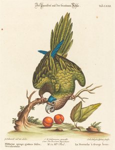 Psittacus Minor with Brown Throat, Western