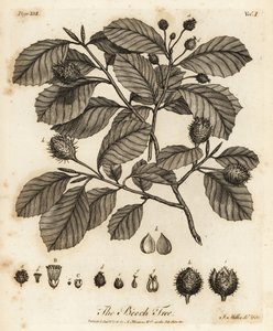 European Beech or Common Beech, Fagus Sylvatica