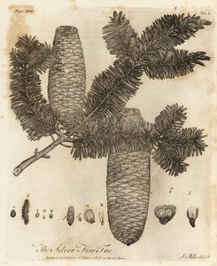 European silver fir, Abies alba by Johann Sebastien Muller