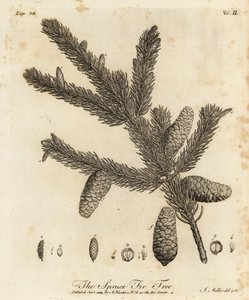 Norway spruce or European spruce, Picea abies by Johann Sebastien Muller