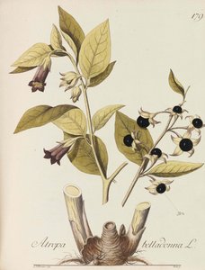 Illustration of All Economic Plants, 1786-1788