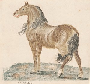 The Neighing Horse