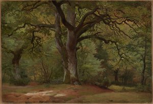 Oak Forest in the Solling by Johann Wilhelm Schirmer