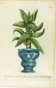 African Aloe, plate 47 from Phtanthoza Iconographia by Johann Wilhelm Weinmann