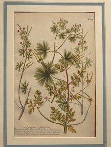 Herb Robert (Geranium robertianum), coloured engraving