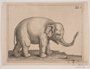 An Elephant by Johanna Fosie