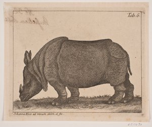 A Rhinoceros by Johanna Fosie