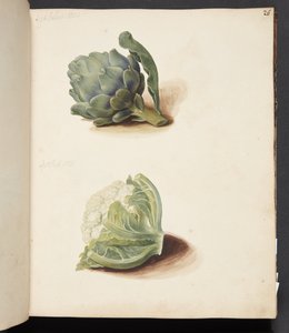 Study of Artichoke and Cauliflower Head