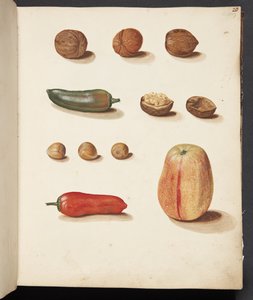 Study of Apple, Nuts, and Peppers by Johanna Fosie