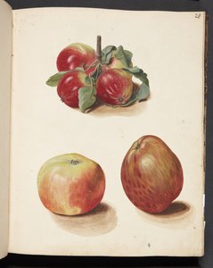 Study of Apples by Johanna Fosie