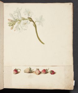 Study of Flower and Strawberry by Johanna Fosie