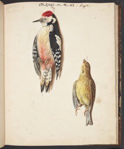 Study of a Dead Woodpecker and Yellowhammer, Hanging