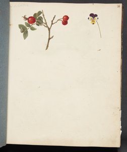 Study of Rosehip and Pansy by Johanna Fosie
