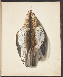 Study of Two Dead Song Thrushes by Johanna Fosie