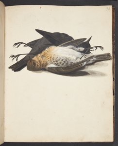 Study of Two Dead Blackbirds, Male and Female, Lying