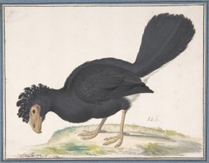 A Black Curassow by Johannes Bronckhorst