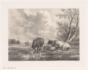 Two Cows and Sheep by the Water
