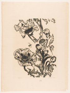 Study of Poppies