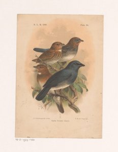 Four Birds on a Branch by Johannes Gerardus Keulemans
