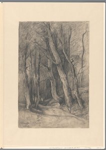 Forest Landscape near Delden