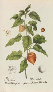 Collection of Swiss Plants, 1825-1846 by Johannes Jacob Hegetschweiler