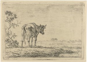 Cow in Meadow