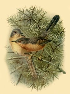 Dartford Warblers, 1887, 1942