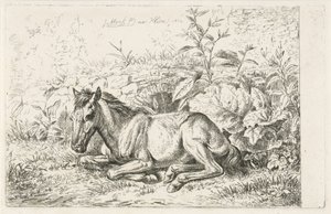 Lying Horse in Front of Some Plants