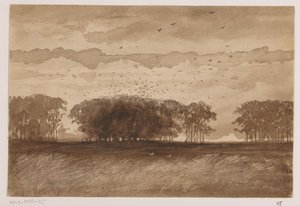 Rook Colony in North Brabant