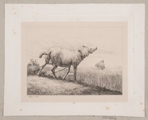 A Bleating Sheep