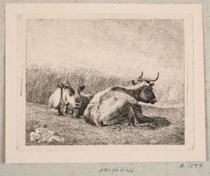 Two Resting Cows