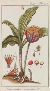Selection of Beautiful and Rare Plants