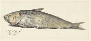Fint by Johannes le Francq van Berkhey