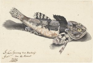 Sea Scorpion