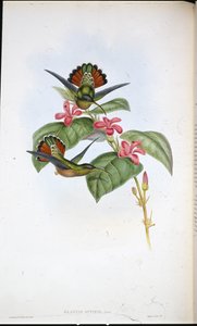 Allied Hermit by John (after) Gould